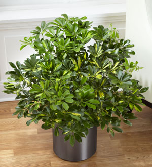 Schefflera Arboricola