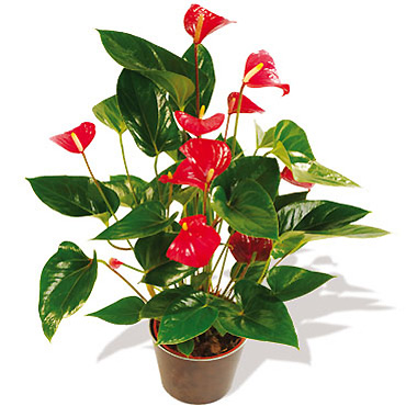 ANTHURIUM PLANT
