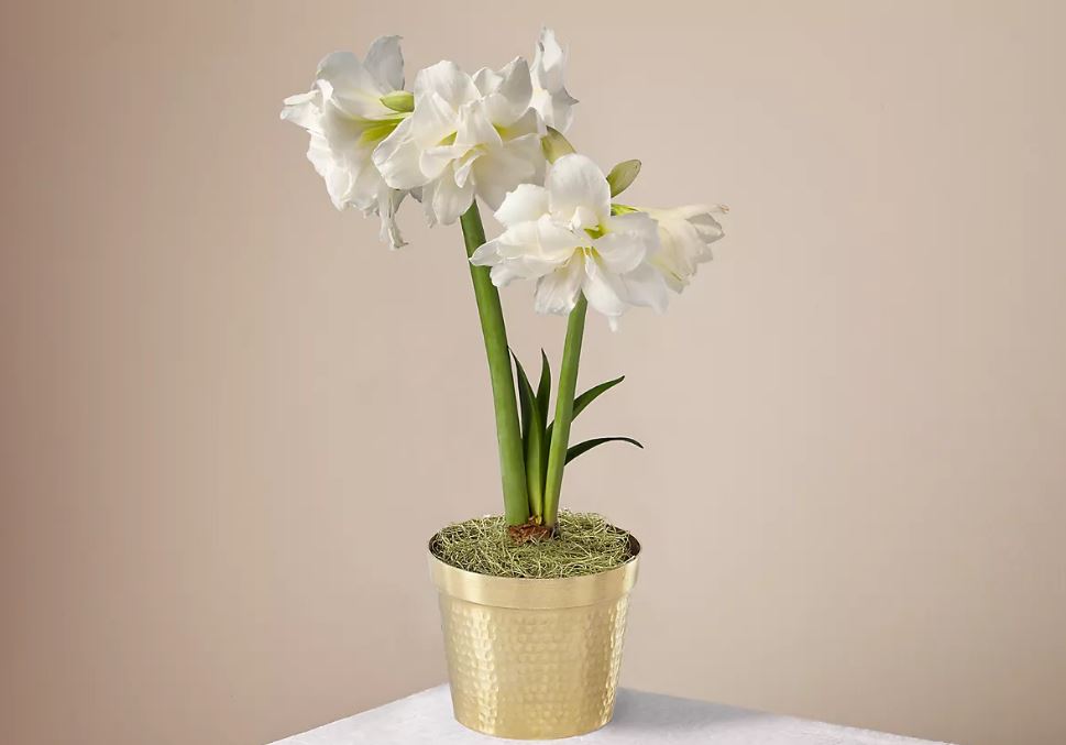 PLANTE AMARYLLIS  