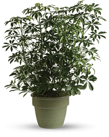 L'INCROYABLE PLANTE ARBORICOLA