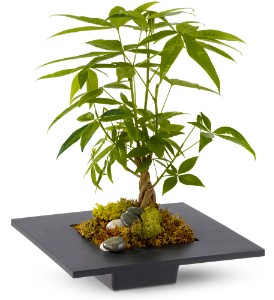 Plante Pachira Porte-Bonheur
