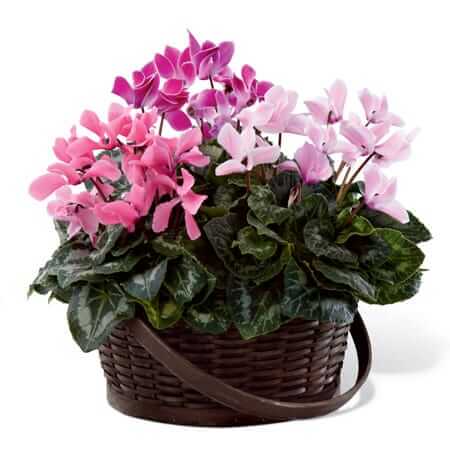 Jardiniere Cyclamen Melangees