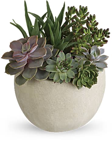 JARDIN DE SUCCULENTES BEAUTE DU DESERT