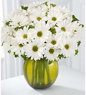 Marguerites blanches  