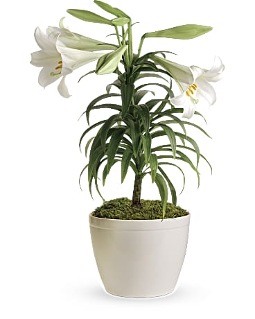 Plante Lys de Paques
