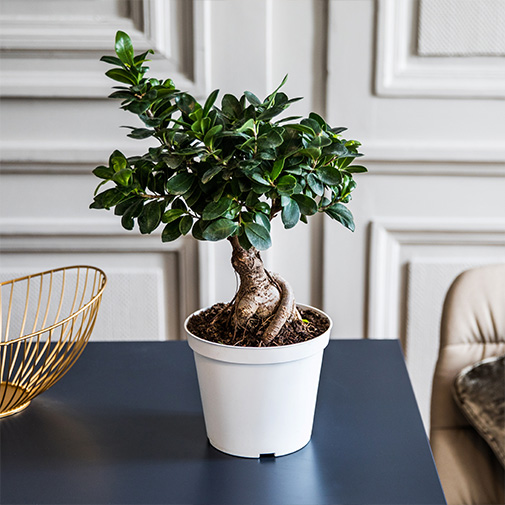 PLANTE FICUS GINSENG MODERNE