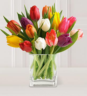 Tulipes variees  