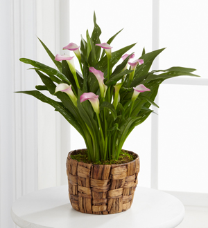 La Jardiniere de Lis Calla