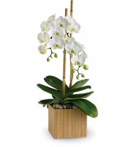 plante Orchidees opulentes