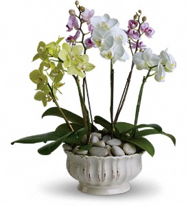 Orchidees royales