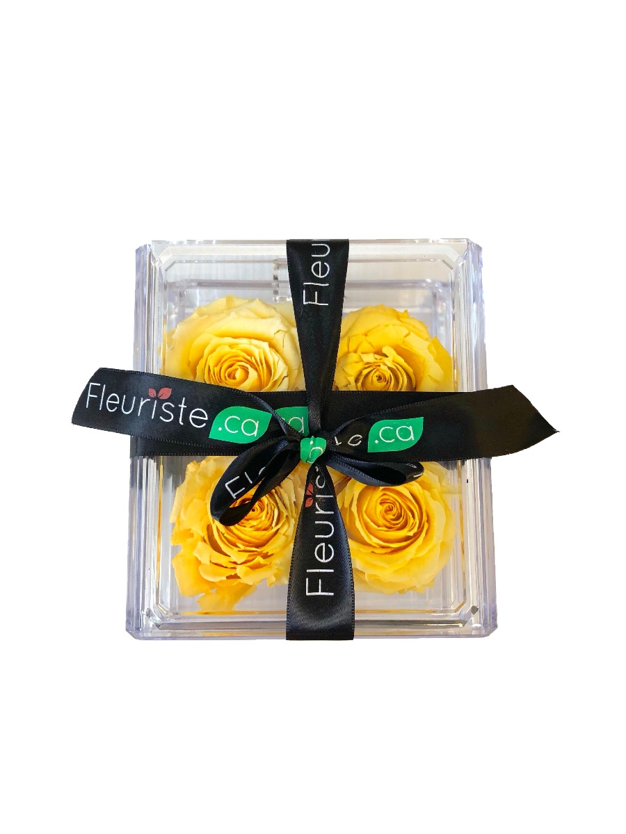 QUATRE ETERNELLES JAUNE