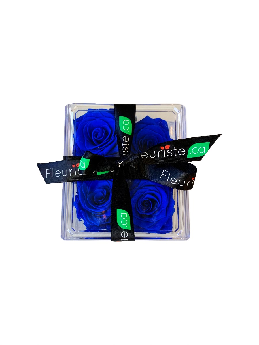 QUATRE ETERNELLES BLEUES
