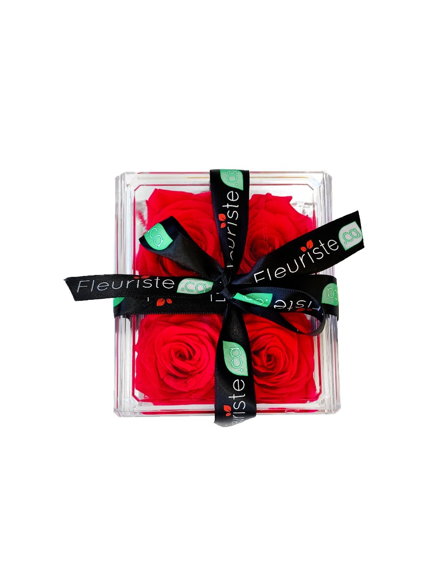 QUATRE ETERNELLES FUCHSIA