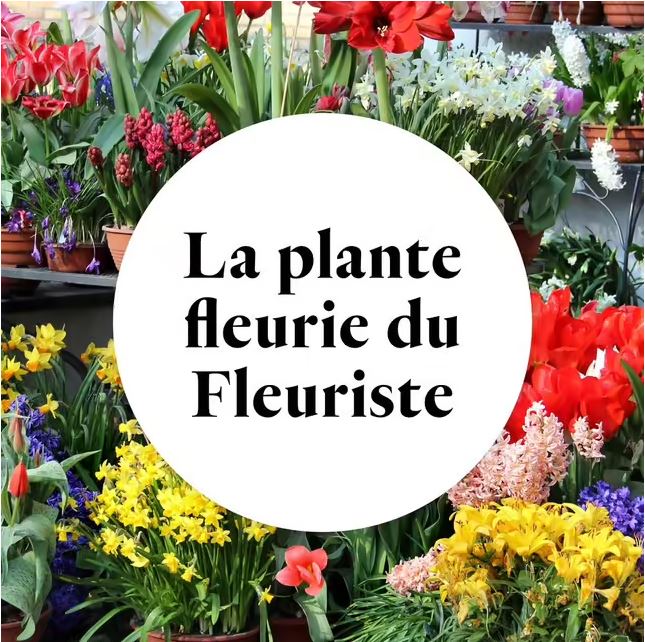 Plante Fleurie au Choix du Fleuriste