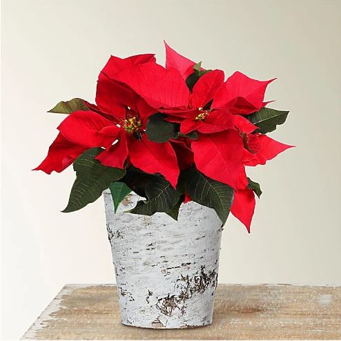 Poinsettia Esprit des Fetes  