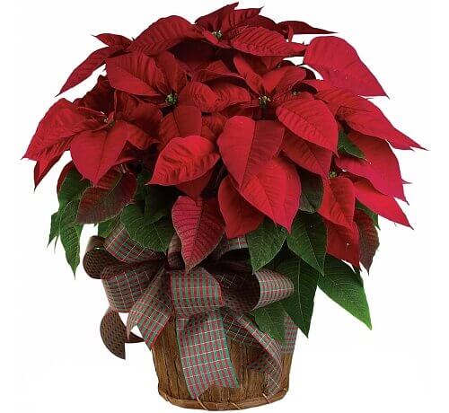 PLANTE POINSETTIA ROUGE  
