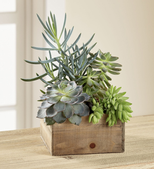 LE JARDIN SOPHISTICATION DU DESERT
