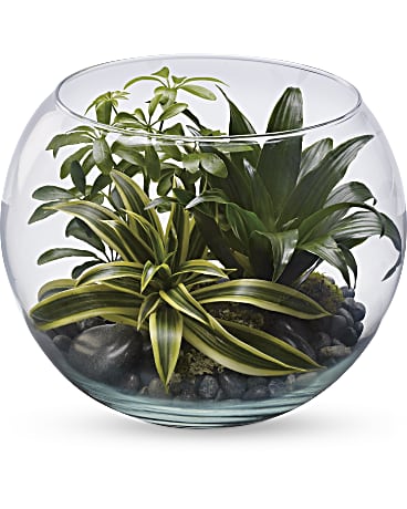Terrarium Sphere de Tranquillite