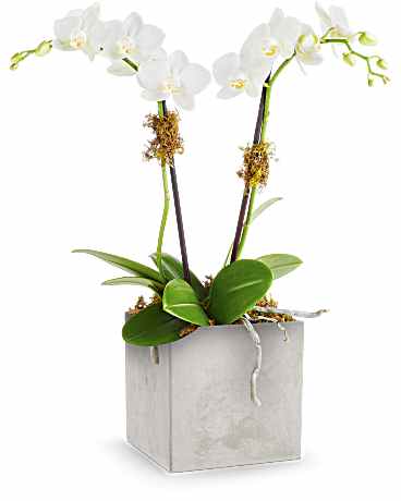 Orchidee Talent Artistique