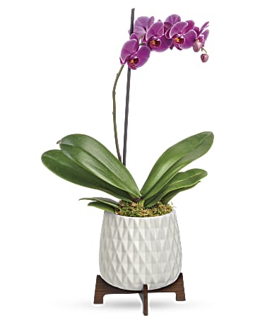 Plante Orchidee Architecturale