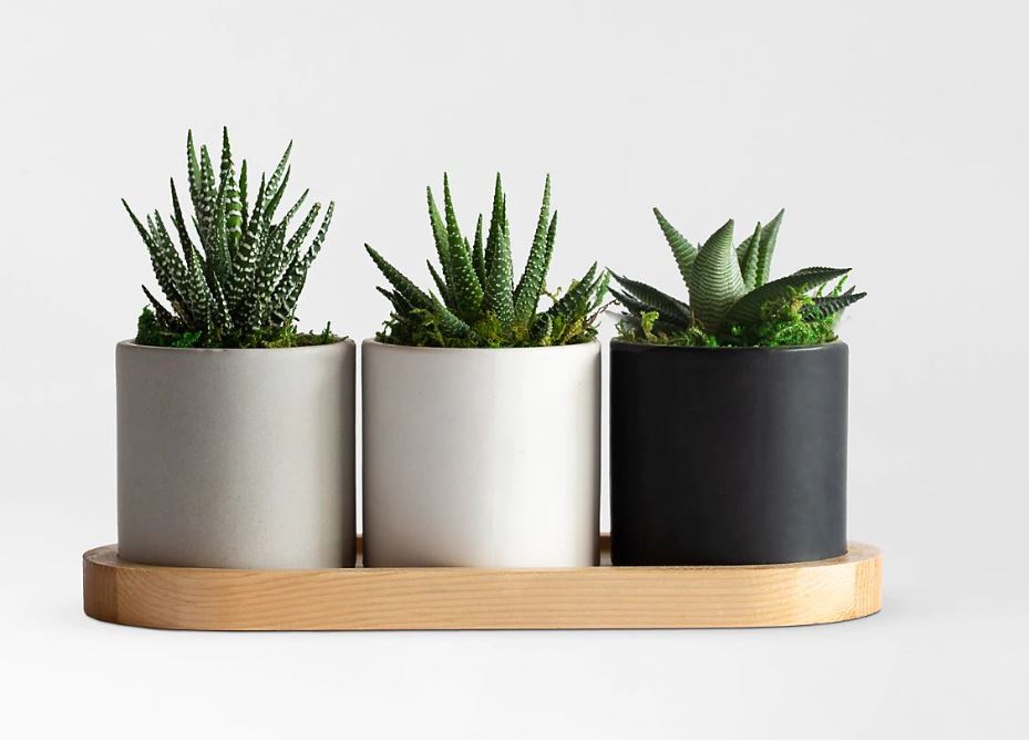 TRIO DE SUCCULENTES