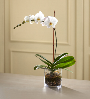 Plante Orchidee Blanche